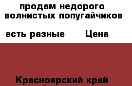 продам недорого, волнистых попугайчиков, есть разные... › Цена ­ 800 - Красноярский край, Ачинский р-н, Боровка д. Животные и растения » Птицы   . Красноярский край